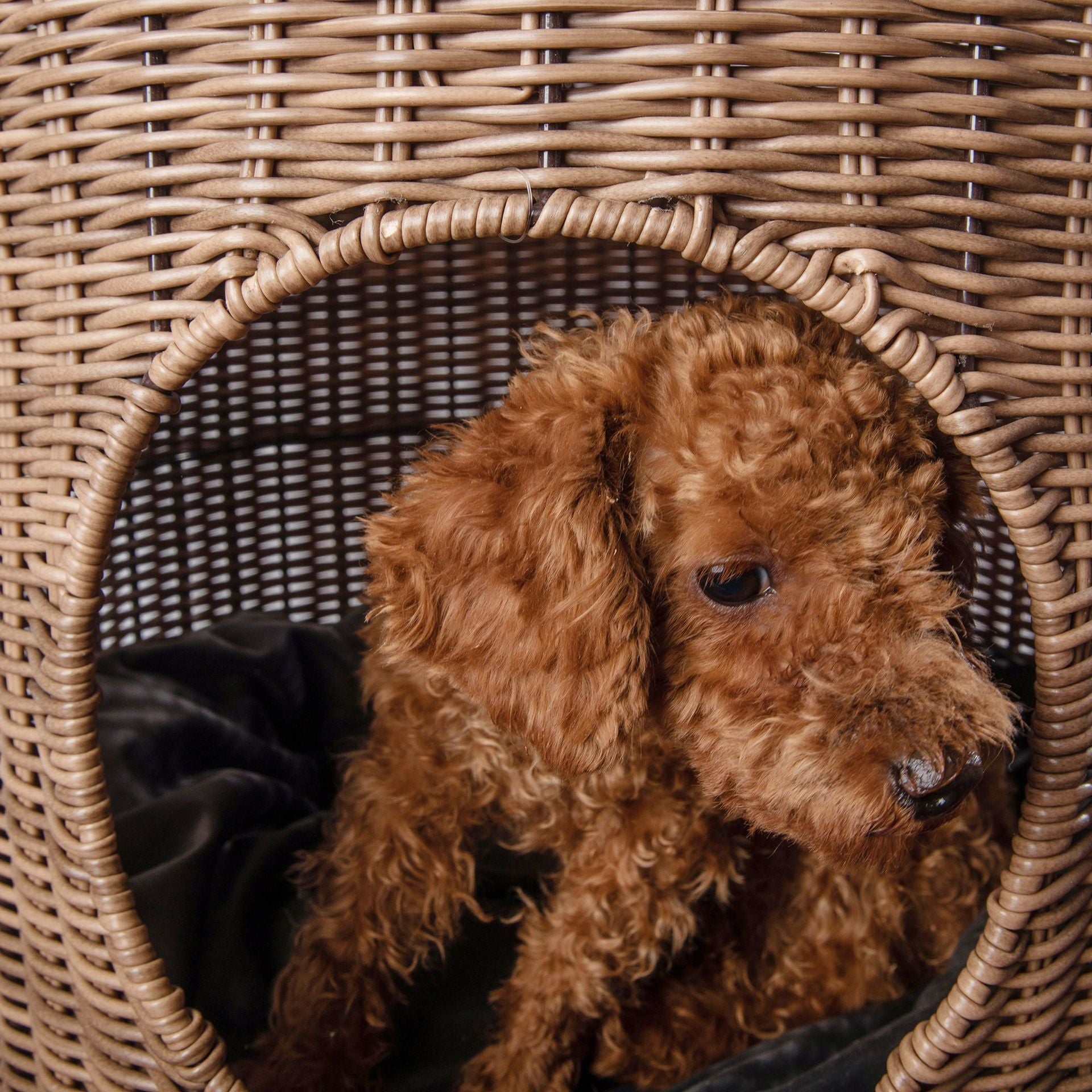 Cane Woven Cat Kennel, Pet Bed, Cat Supplies, Removable and Washable Pet Warm Nest, Knitting Crafts In Summer eprolo