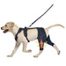 Pet Leg Support Dog Knee Brace Post-Surgery Rehabilitation Knee Support Joint Protection Bandage